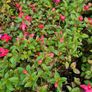 Fuchsia Plants 2euros Image 6