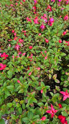 Fuchsia Plants 2euros