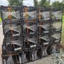 Lobster pots Image 2