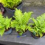 ostrich fern - matteuccia struthiopteris Image 2