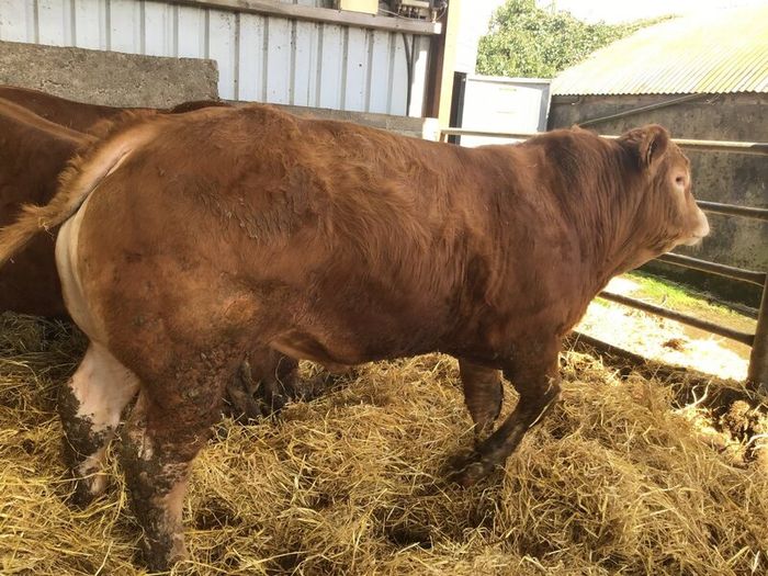 Pbr limousine bulls