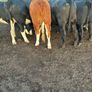Store Heifers Image 5