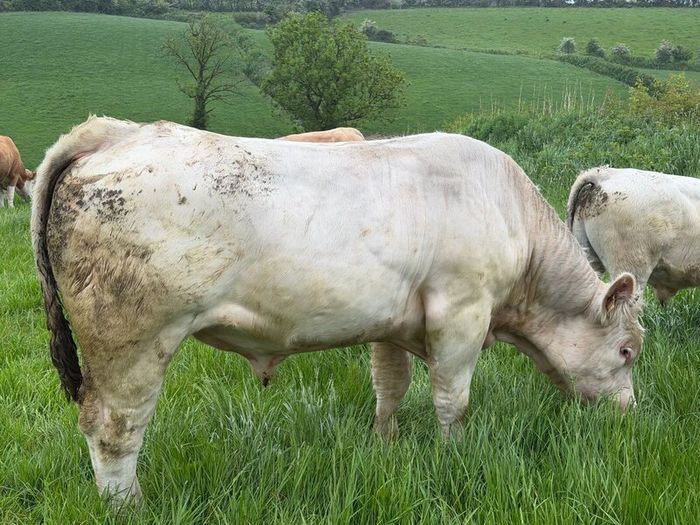 Bull