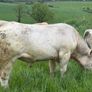 Bull Image 4