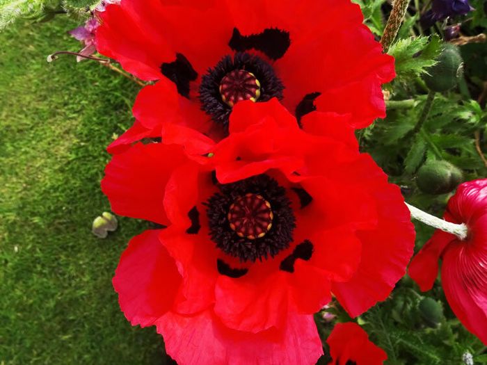 (P) Oriental Poppy Beauty of Livermere seeds 0.1g (432028)