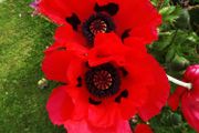 (P) Oriental Poppy Beauty of Livermere seeds 0.1g (432028)