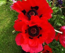 (P) Oriental Poppy Beauty of Livermere seeds 0.1g (432028)