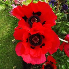 (P) Oriental Poppy Beauty of Livermere seeds 0.1g (432028)