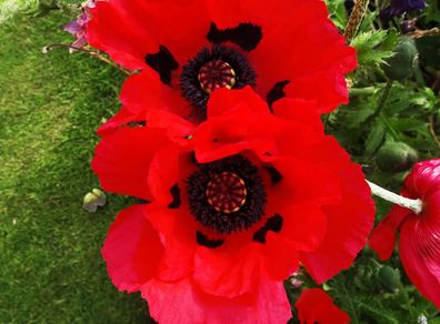 (P) Oriental Poppy Beauty of Livermere seeds 0.1g (432028)