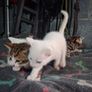 kittens free to good home Image 8