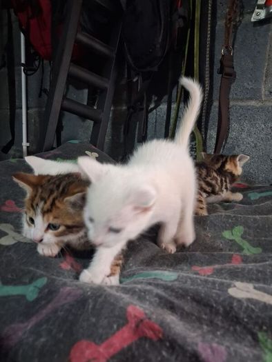 kittens free to good home