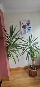 Yucca plant