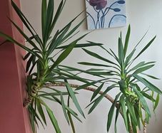 Yucca plant