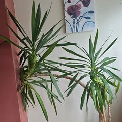 Yucca plant