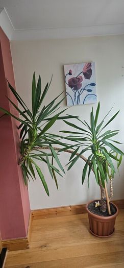 Yucca plant