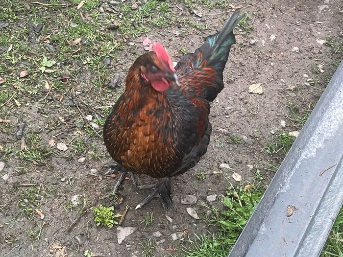 Roosters