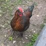Roosters Image 5