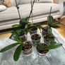 Orchids plants x8 Image 3