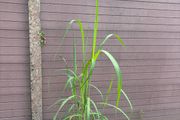 miscanthus giganteus - ornamental grass