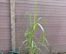 miscanthus giganteus - ornamental grass