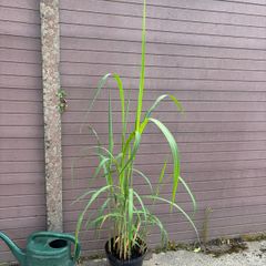 miscanthus giganteus - ornamental grass