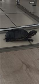 Musk Turtle