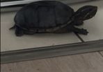 Musk Turtle