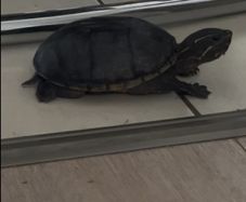 Musk Turtle
