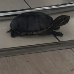 Musk Turtle