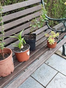 plants