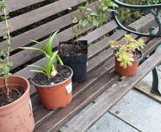 plants