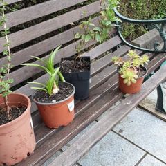 plants