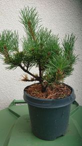 Pinus mugo