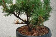 Pinus mugo