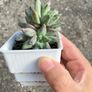 plant Image 2