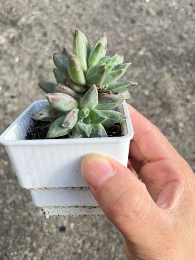 plant