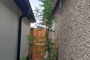 Large acacia dealbata tree 10-12ft tall