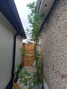 Large acacia dealbata tree 10-12ft tall
