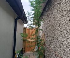 Large acacia dealbata tree 10-12ft tall