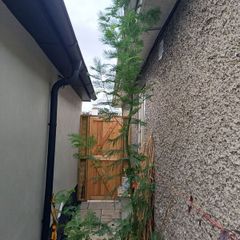 Large acacia dealbata tree 10-12ft tall