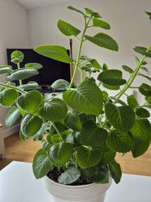 Cuban Oregano / Mexican Mint 40cm