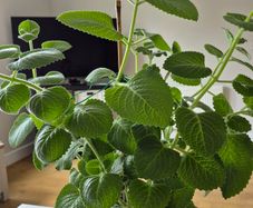 Cuban Oregano / Mexican Mint 40cm