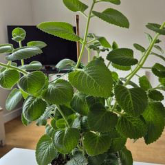 Cuban Oregano / Mexican Mint 40cm