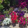 Hanging basket Image 5
