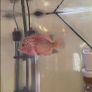 Fish Tank Image 3