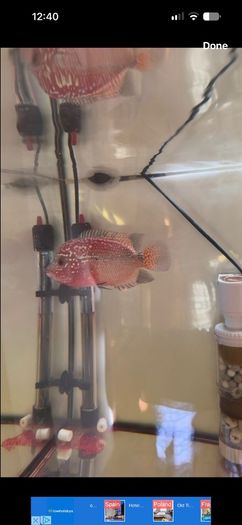 Fish Tank