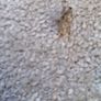 carpet remnant Image 4