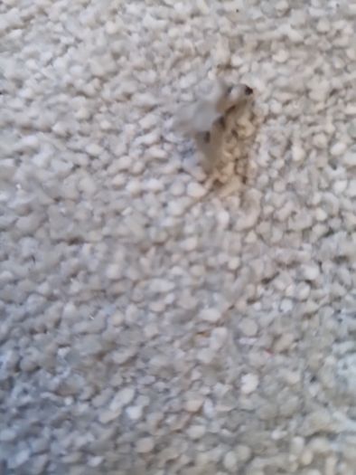 carpet remnant
