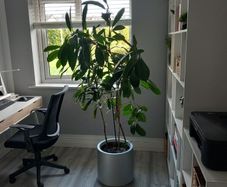 Indoor House Plant