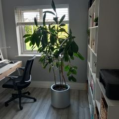 Indoor House Plant